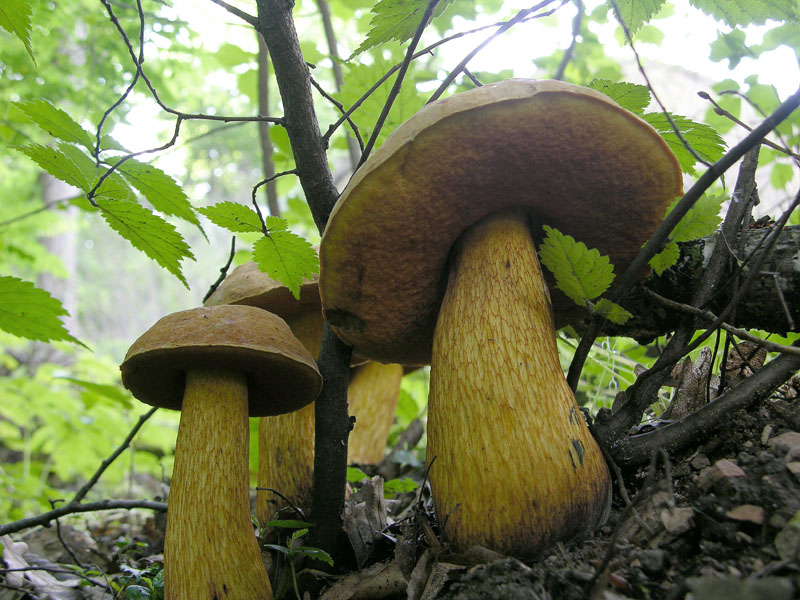 Boletus luridus e Leccinum carpini.